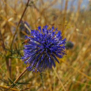 Más de 100 semillas de cardo globo, Echinops sphaerocephalus, flor esférica azul. imagen 10