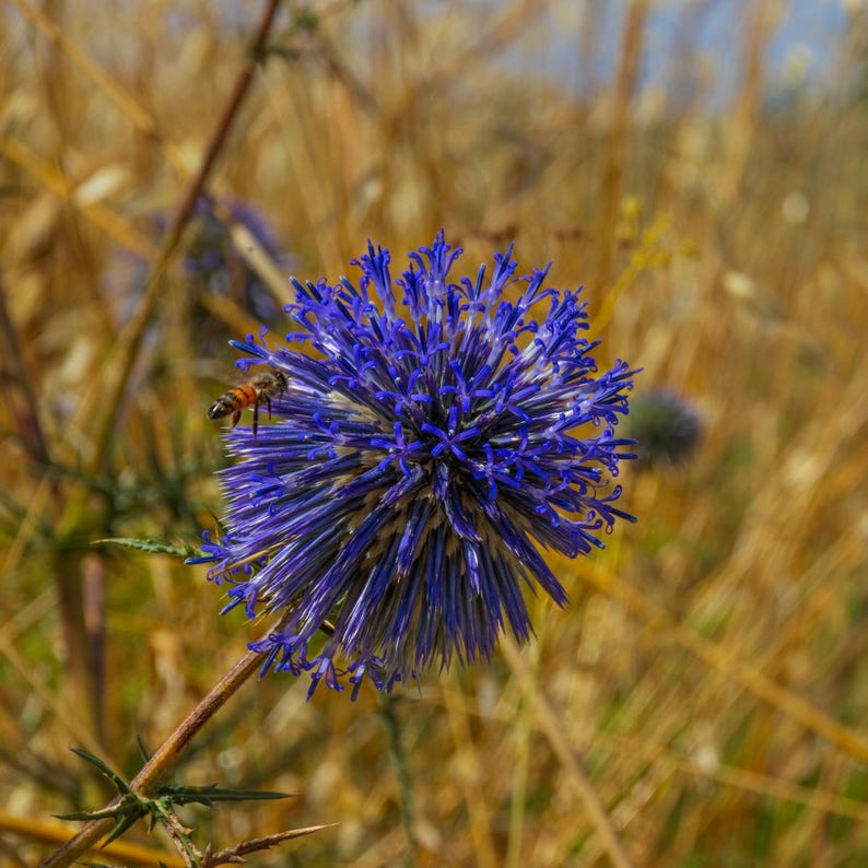 Más de 100 semillas de cardo globo, Echinops sphaerocephalus, flor esférica azul. imagen 10