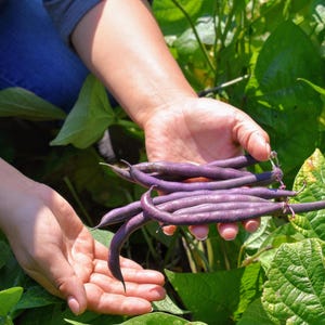 Peut inclure: Une poign&eacute;e de haricots verts frais de couleur violette fonc&eacute;e tenus dans des paumes ouvertes. Ces l&eacute;gumineuses longues, fines et incurv&eacute;es pr&eacute;sentent une peau lisse et mate, pr&eacute;sent&eacute;es devant des feuilles de plant de haricot vert.