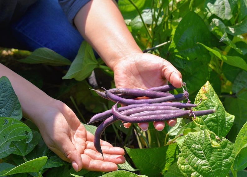 Peut inclure: Une poign&eacute;e de haricots verts frais de couleur violette fonc&eacute;e tenus dans des paumes ouvertes. Ces l&eacute;gumineuses longues, fines et incurv&eacute;es pr&eacute;sentent une peau lisse et mate, pr&eacute;sent&eacute;es devant des feuilles de plant de haricot vert.