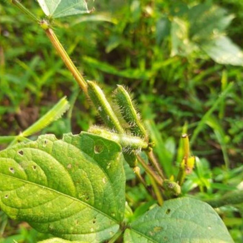 100-300 semillas de frijol mungo negro, Vigna radiata, Kali Mung, germinadas imagen 9