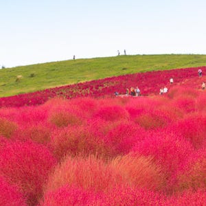 Más de 100 semillas de Kochia Childsii, Bassia scoparia, arbusto híbrido, follaje ornamental. imagen 6