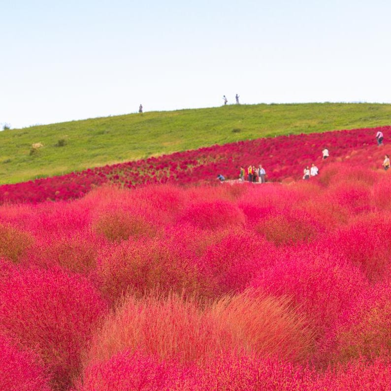 Más de 100 semillas de Kochia Childsii, Bassia scoparia, arbusto híbrido, follaje ornamental. imagen 6