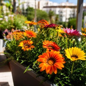 Peut inclure: Une jardini&egrave;re rectangulaire gris fonc&eacute; remplie de fleurs de gazania &eacute;clatantes dans des tons orange vif, jaune et rose profond. Les fleurs ressemblant &agrave; des marguerites ont des centres sombres et sont entour&eacute;es d'un feuillage vert dense.