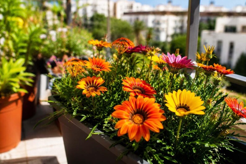 Peut inclure: Une jardini&egrave;re rectangulaire gris fonc&eacute; remplie de fleurs de gazania &eacute;clatantes dans des tons orange vif, jaune et rose profond. Les fleurs ressemblant &agrave; des marguerites ont des centres sombres et sont entour&eacute;es d'un feuillage vert dense.