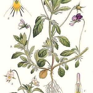 Über 100 Samen der Dreifarbigen Stiefmütterchen (Viola tricolor, Wildes Stiefmütterchen, Herzseide) Bild 3
