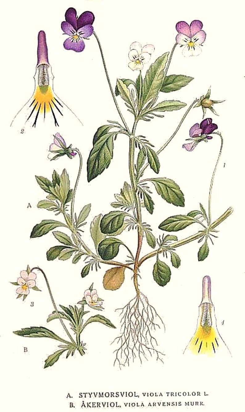 Über 100 Samen der Dreifarbigen Stiefmütterchen (Viola tricolor, Wildes Stiefmütterchen, Herzseide) Bild 3