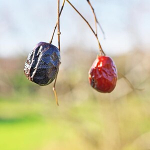 5-10 Samen des Jujube-Baumes (Ziziphus jujuba, Chinesische Dattel, Rote Dattelsamen, Jujube-Fruchtbaum) Bild 10