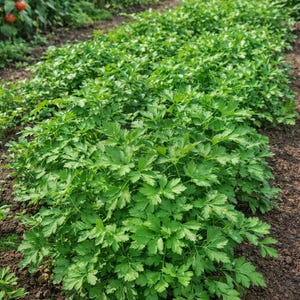 Pu&ograve; includere: Una fila rigogliosa di piante di prezzemolo verde brillante che crescono in un terreno scuro. Le erbe a foglia presentano bordi seghettati e una consistenza densa e cespugliosa, che si estende lungo l'aiuola con piante di pomodoro sullo sfondo.