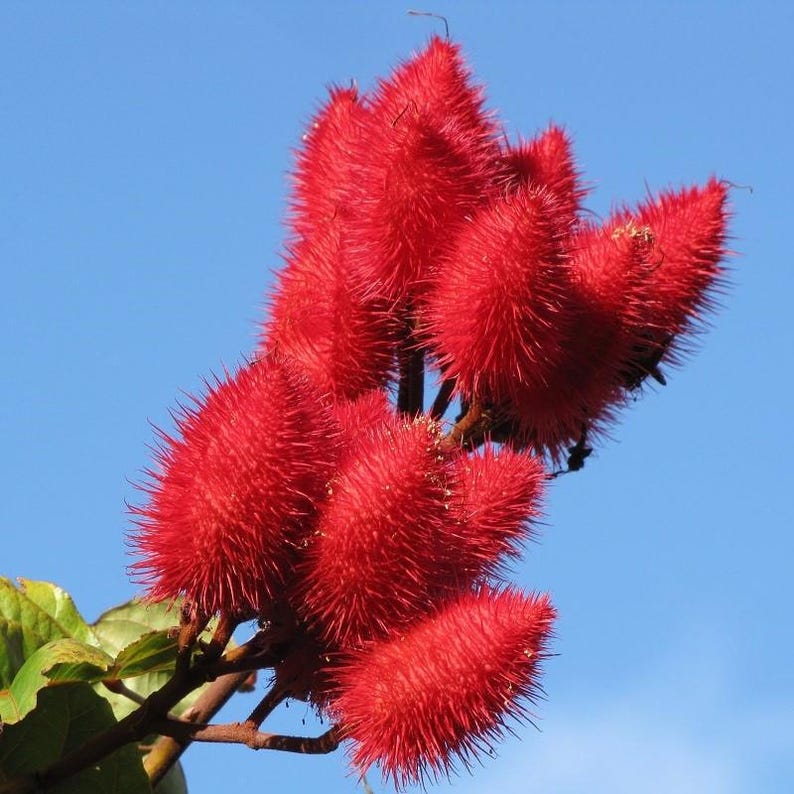 Peut inclure: Un groupe de gousses de graines de rocou rouge vif, chacune couverte de fines &eacute;pines ac&eacute;r&eacute;es, attach&eacute;es &agrave; une tige ligneuse avec des feuilles vertes, sur un ciel bleu clair. Les gousses &eacute;pineuses en forme de c&oelig;ur sont regroup&eacute;es en bouquet.