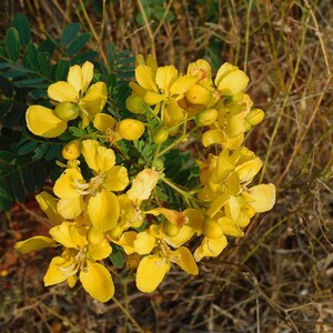 30-60 Tanner's Cassia Seeds, Senna Auriculata, Avaram Senna, Avaram, Yellow Flowering Shrub, Tropical Seeds image 12