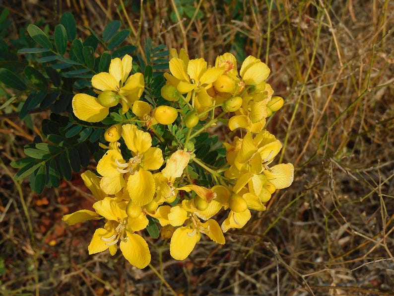 30-60 Tanner's Cassia Seeds, Senna Auriculata, Avaram Senna, Avaram, Yellow Flowering Shrub, Tropical Seeds image 12
