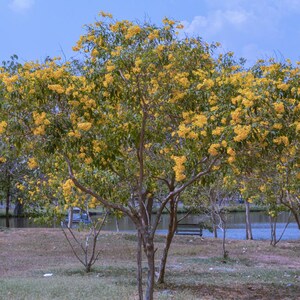 60-300 semi di sambuco giallo, Tecoma stans, campanule gialle, arbusto fiorito immagine 3