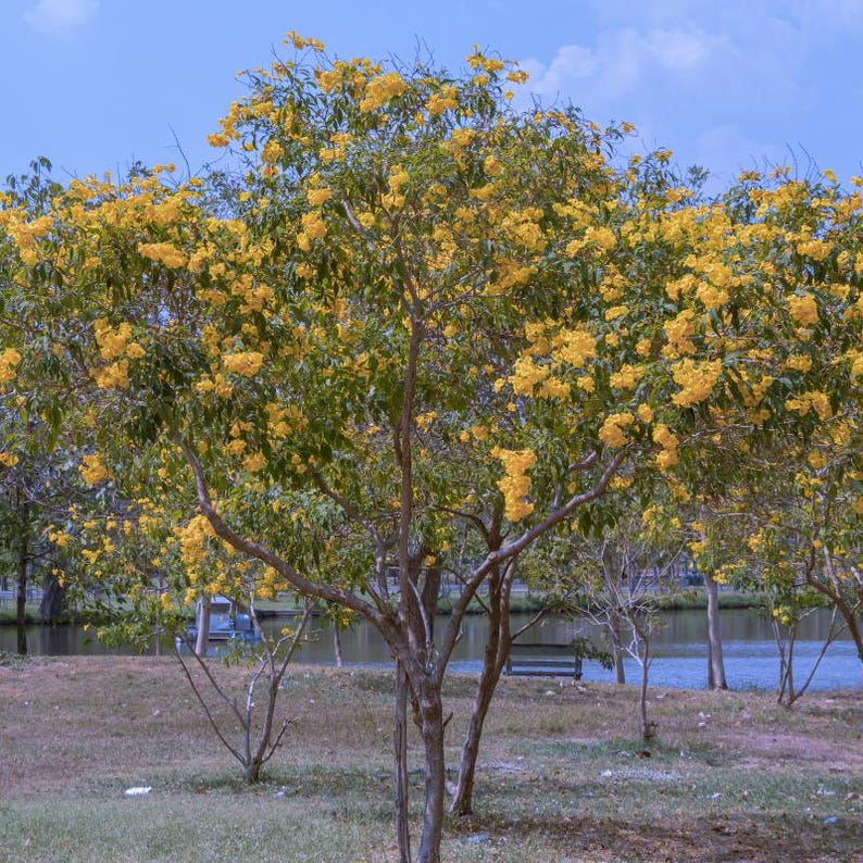 60-300 semi di sambuco giallo, Tecoma stans, campanule gialle, arbusto fiorito immagine 3