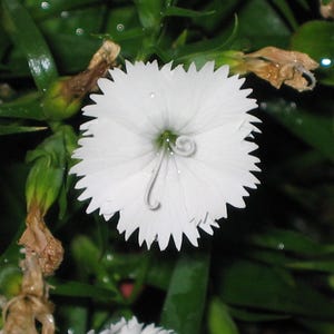 Über 100 Samen der Nelke 'Baby Doll', Dianthus chinensis, Chinesische Nelke, Baby Doll-Nelke, Duftende, mehrfarbige Blüten, Gartenblumensamen Bild 12