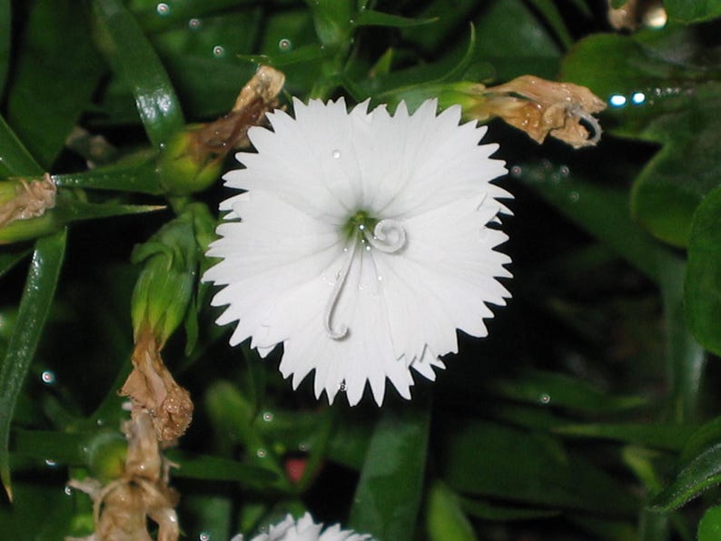 Über 100 Samen der Nelke 'Baby Doll', Dianthus chinensis, Chinesische Nelke, Baby Doll-Nelke, Duftende, mehrfarbige Blüten, Gartenblumensamen Bild 12