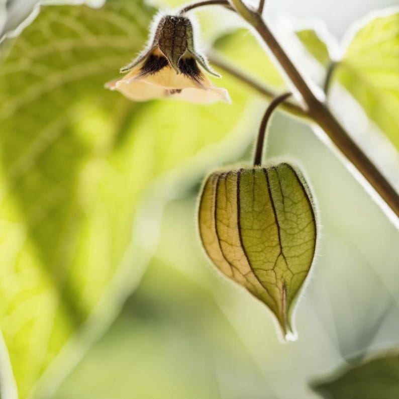 Más de 30 semillas de uchuva, Physalis peruviana, grosella del Cabo, fruto amarillo imagen 10