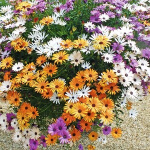 May include: A dense cluster of osteospermum flowers featuring a vibrant mix of white, orange, yellow, and purple petals with dark centres. The daisy-like blooms are densely packed together, displaying varied colour gradients and green foliage.
