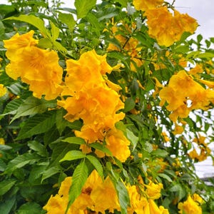 60-300 semi di sambuco giallo, Tecoma stans, campanule gialle, arbusto fiorito immagine 1