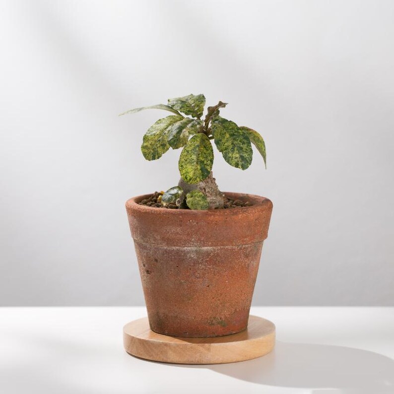 Más de 20 semillas de Dorstenia Foetida, planta de caudex rara, suculenta de madera apestosa, semillas de plantas exóticas de colección. imagen 7