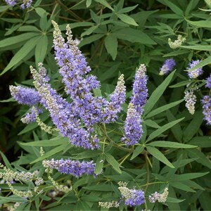 100-500 semillas de nirgundi, Vitex negundo, árbol casto de cinco hojas imagen 2