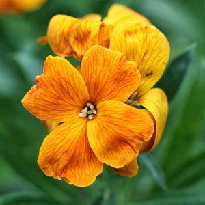 May include: A vibrant orange wallflower bloom featuring four rounded petals with delicate, darker orange veining radiating from the centre. The flower has a small, light-coloured stamen cluster at its core, set against a soft, out-of-focus green foliage.