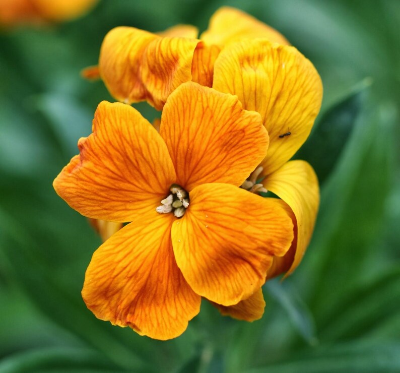 May include: A vibrant orange wallflower bloom featuring four rounded petals with delicate, darker orange veining radiating from the centre. The flower has a small, light-coloured stamen cluster at its core, set against a soft, out-of-focus green foliage.