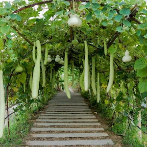 May include: A garden trellis tunnel covered in lush green vines and large hanging gourds. The gourds vary in shape, including long, slender, light green varieties and rounded, bulbous white types, all suspended from the overhead leafy canopy.