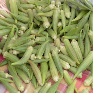 15+ Durgesh Nandani Okra Seeds, Abelmoschus esculentus, Bhindi, Indian Lady Finger image 6