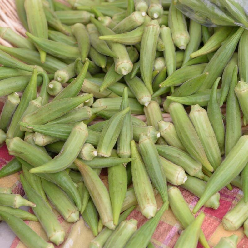 15+ Durgesh Nandani Okra Seeds, Abelmoschus esculentus, Bhindi, Indian Lady Finger image 6