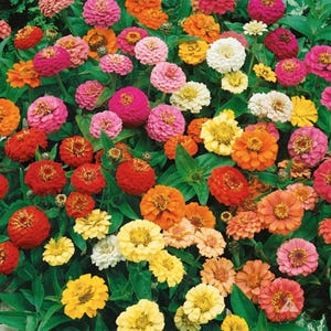 Pode incluir: Um grupo denso de flores z&iacute;nia vibrantes em tons de vermelho, laranja, amarelo, rosa e branco. Cada flor apresenta uma estrutura arredondada de p&eacute;talas multicamadas com um disco central proeminente, rodeada por folhagem verde.
