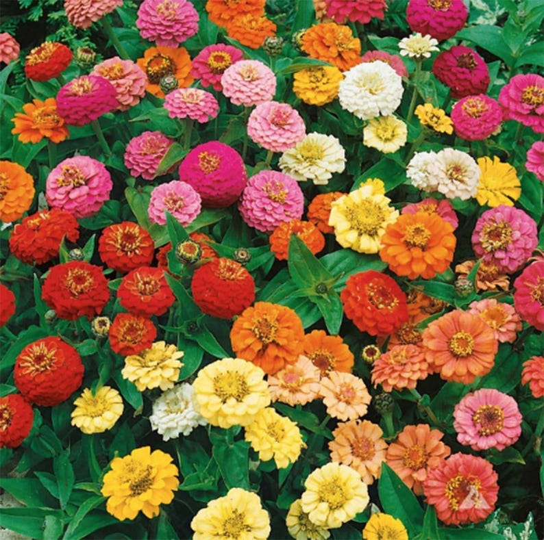 Pode incluir: Um grupo denso de flores z&iacute;nia vibrantes em tons de vermelho, laranja, amarelo, rosa e branco. Cada flor apresenta uma estrutura arredondada de p&eacute;talas multicamadas com um disco central proeminente, rodeada por folhagem verde.