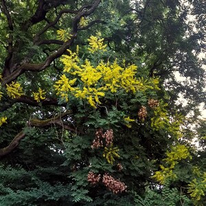 30-60 semillas de árbol de lluvia dorada, Koelreuteria paniculata, orgullo de la India, árbol barnizado, semillas de árbol ornamental con flores imagen 4