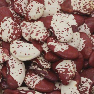 Pu&ograve; includere: Una collezione di fagioli di Lima essiccati caratterizzati da un distinto motivo bicolore. Ogni fagiolo presenta una superficie liscia, piatta e a forma di rene, con un colore marrone scuro su un lato e una base bianco crema con macchie.