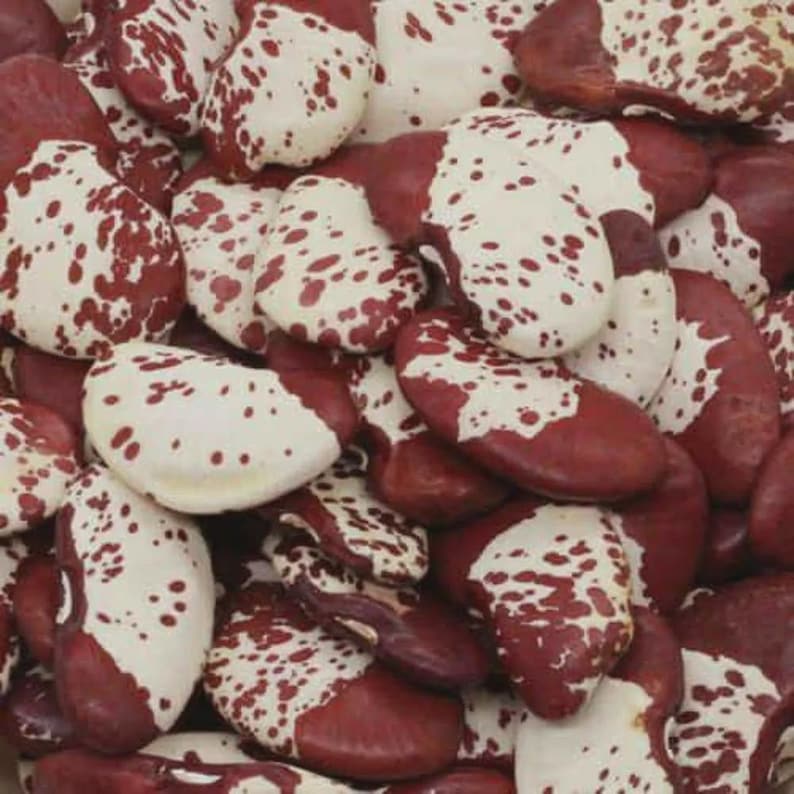 Pu&ograve; includere: Una collezione di fagioli di Lima essiccati caratterizzati da un distinto motivo bicolore. Ogni fagiolo presenta una superficie liscia, piatta e a forma di rene, con un colore marrone scuro su un lato e una base bianco crema con macchie.
