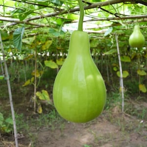 15+ Bottle gourd Lattu Seeds, Cucurbita, Pumpkins, gourds and melons image 3
