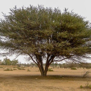 Puede incluir: Un gran &aacute;rbol de acacia maduro con una copa ancha y extendida de follaje denso de color verde oscuro y un tronco grueso de m&uacute;ltiples tallos, que se alza solo en un paisaje seco, arenoso y con escasa vegetaci&oacute;n bajo un cielo p&aacute;lido y nublado.