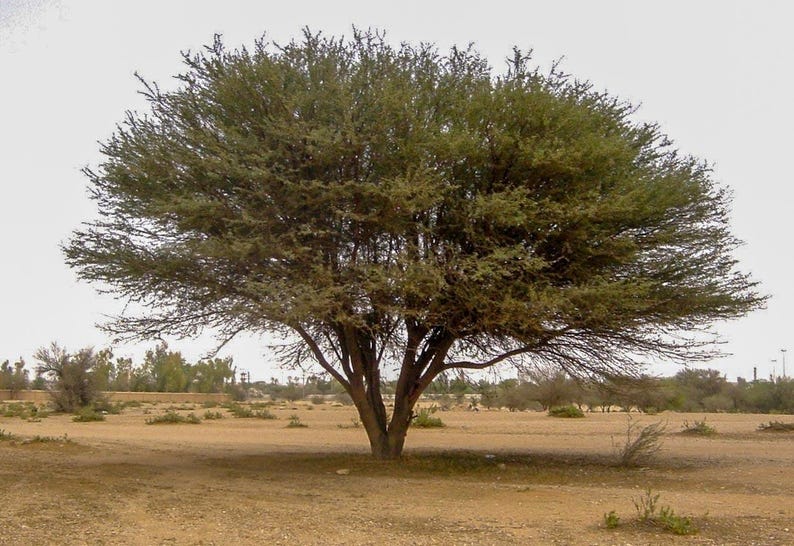 Puede incluir: Un gran &aacute;rbol de acacia maduro con una copa ancha y extendida de follaje denso de color verde oscuro y un tronco grueso de m&uacute;ltiples tallos, que se alza solo en un paisaje seco, arenoso y con escasa vegetaci&oacute;n bajo un cielo p&aacute;lido y nublado.