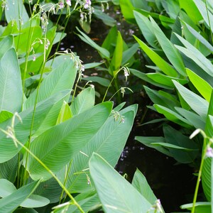 May include: A cluster of vibrant green, elongated, pointed leaves growing from a dark water source. Thin, light green stems rise above the foliage, topped with small, delicate, pale purple and white flowers that hang in loose, airy clusters.