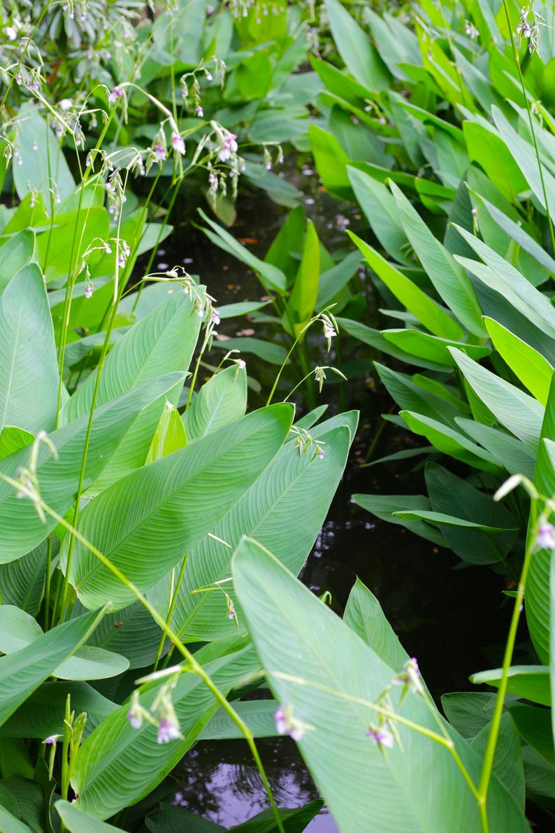 May include: A cluster of vibrant green, elongated, pointed leaves growing from a dark water source. Thin, light green stems rise above the foliage, topped with small, delicate, pale purple and white flowers that hang in loose, airy clusters.