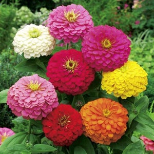 Pode incluir: Um grupo vibrante de flores Zinnia com m&uacute;ltiplas cabe&ccedil;as arredondadas em tons de branco, rosa claro, rosa brilhante, vermelho profundo, amarelo e laranja. Cada flor exibe p&eacute;talas densas e sobrepostas com um pequeno centro amarelo sobre folhas verdes.
