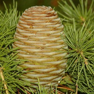 May include: A brown, oval-shaped cedar cone with tightly packed, overlapping scales, positioned centrally among vibrant green, needle-like foliage. The cone displays a textured, woody surface with subtle hints of resin and natural organic patterns.