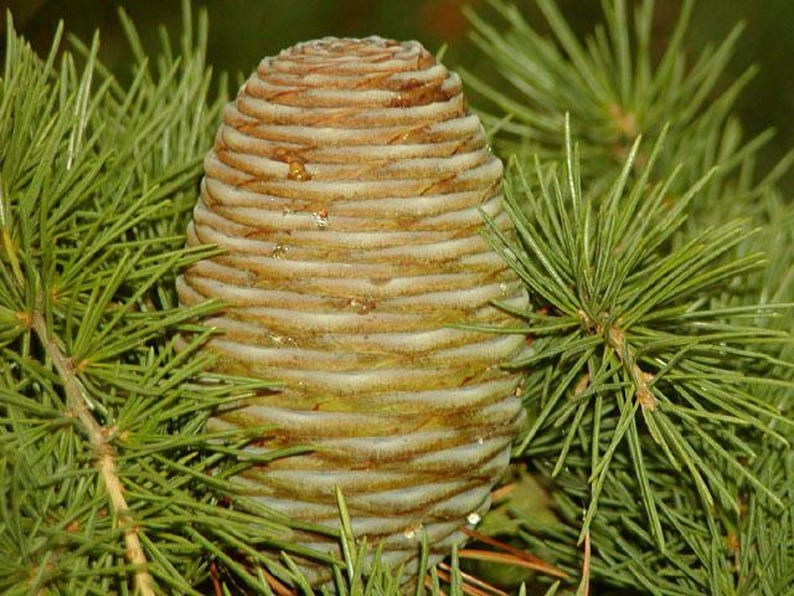 May include: A brown, oval-shaped cedar cone with tightly packed, overlapping scales, positioned centrally among vibrant green, needle-like foliage. The cone displays a textured, woody surface with subtle hints of resin and natural organic patterns.