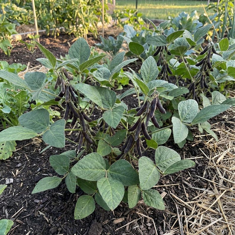 Puede incluir: Una planta de soja que crece en tierra oscura con hojas trifoliadas verdes y racimos de peque&ntilde;as vainas vellosas de color marr&oacute;n oscuro que cuelgan de los tallos. La planta est&aacute; rodeada de mantillo y otra vegetaci&oacute;n de jard&iacute;n.