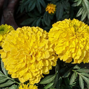 100+ Orange African Marigold Seeds, Tagetes Erecta, Giant Marigold, Large Orange Flowers, Summer Garden image 4