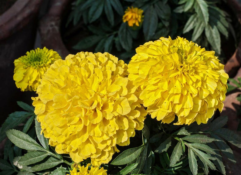 100+ Orange African Marigold Seeds, Tagetes Erecta, Giant Marigold, Large Orange Flowers, Summer Garden image 4