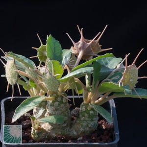 Puede incluir: Una planta suculenta Dorstenia foetida con una base de caudex gruesa, texturizada y de color verde claro. Presenta varias hojas verdes y m&uacute;ltiples vainas de semillas distintivas, en forma de estrella y espinosas, en tonos verde claro y beige.