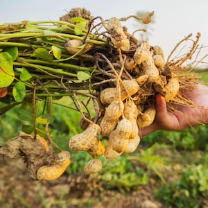 20-100 nasion orzeszków ziemnych, Arachis hypogaea, strączek ziemny zdjęcie 1