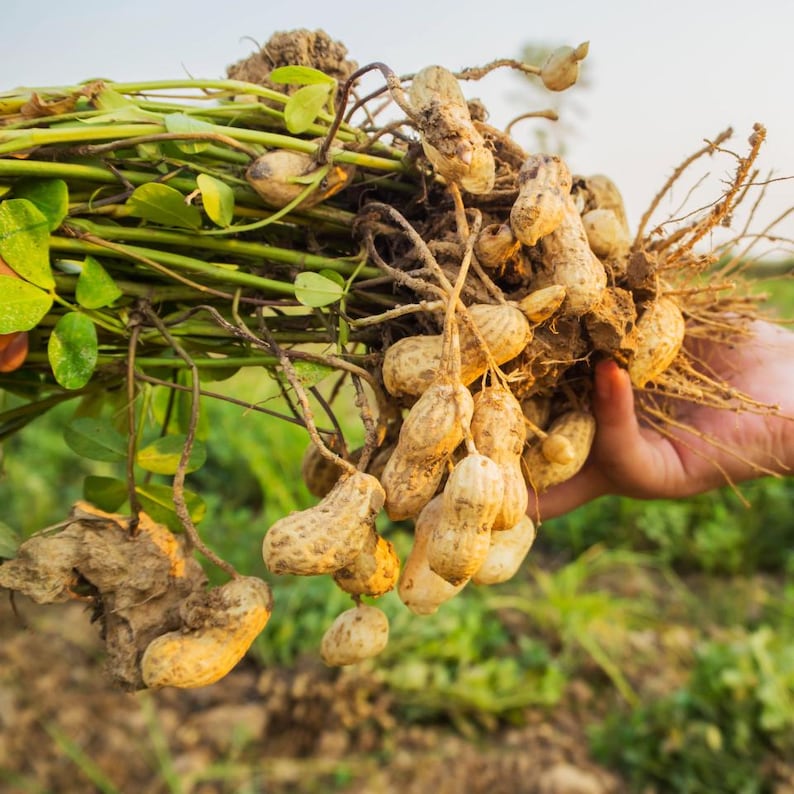 20-100 nasion orzeszków ziemnych, Arachis hypogaea, strączek ziemny zdjęcie 1