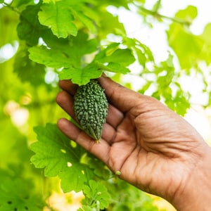 Pode incluir: Um pequeno mel&atilde;o-de-s&atilde;o-caetano verde e irregular pendurado numa videira com folhas largas e lobadas. O vegetal tem uma superf&iacute;cie verrugosa com uma textura distinta e uma forma oblonga e c&oacute;nica da esp&eacute;cie Momordica charantia.